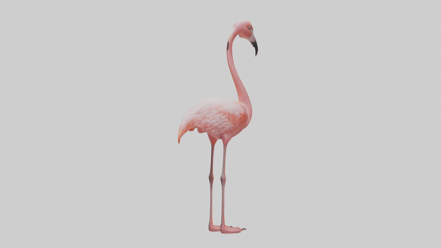 Flamingo standing on one leg model 3D model