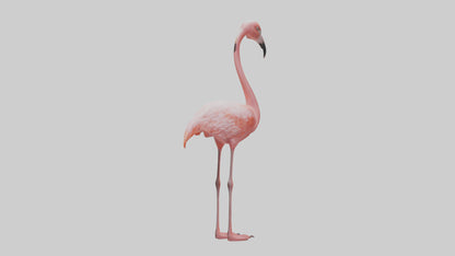 Flamingo standing on one leg model 3D model
