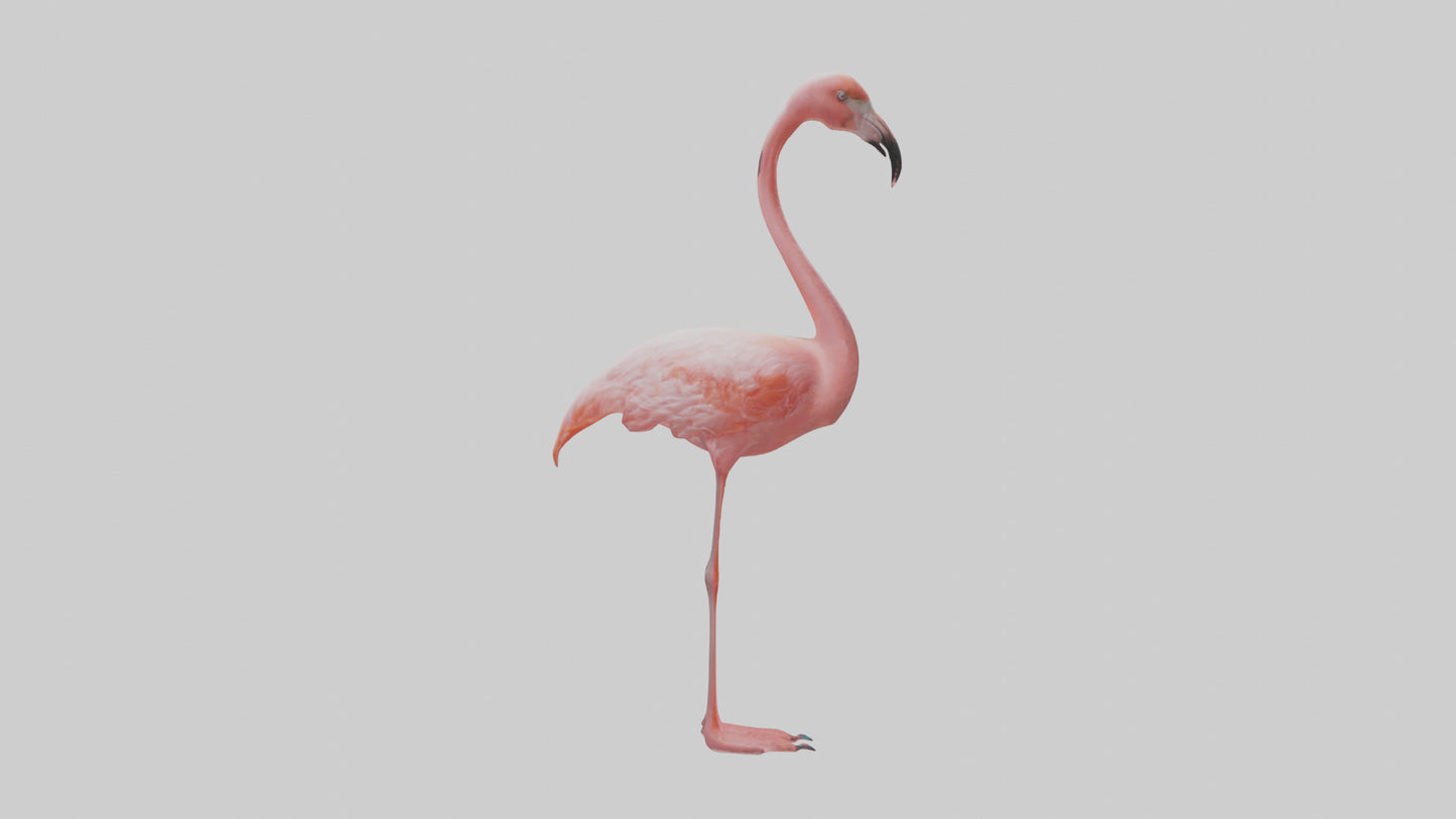 Flamingo standing on one leg model 3D model