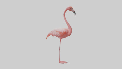 Flamingo standing on one leg model 3D model