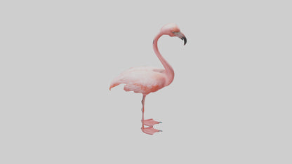 Flamingo standing on one leg model 3D model