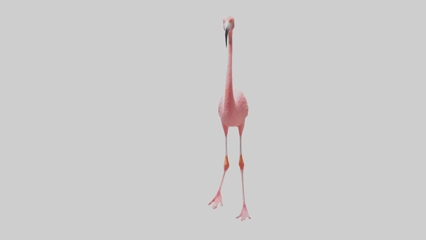 Flamingo wading model VR / AR / low-poly