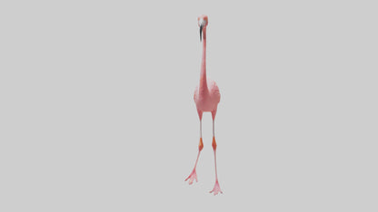 Flamingo wading model VR / AR / low-poly