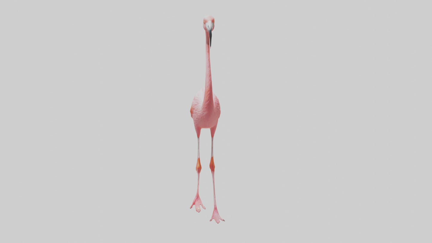 Flamingo wading model VR / AR / low-poly