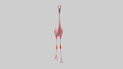 Flamingo wading model VR / AR / low-poly