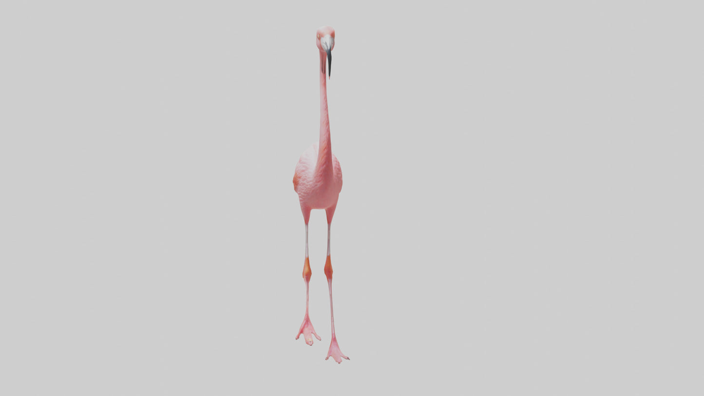 Flamingo wading model VR / AR / low-poly
