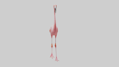 Flamingo wading model VR / AR / low-poly