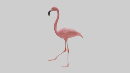 Flamingo wading model VR / AR / low-poly