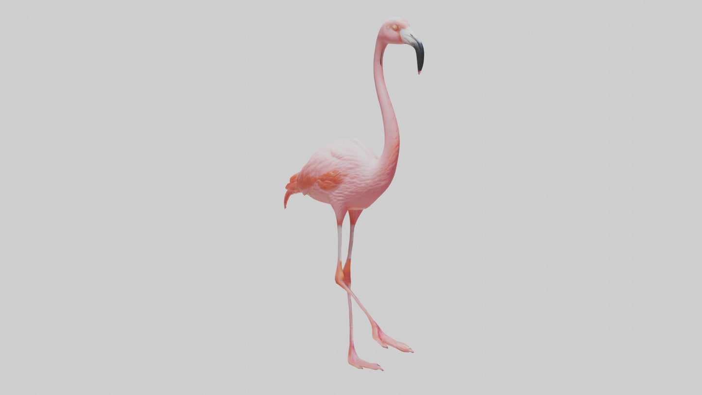Flamingo wading model VR / AR / low-poly