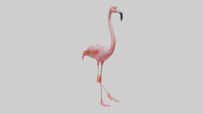 Flamingo wading model VR / AR / low-poly