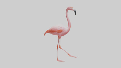 Flamingo wading model VR / AR / low-poly