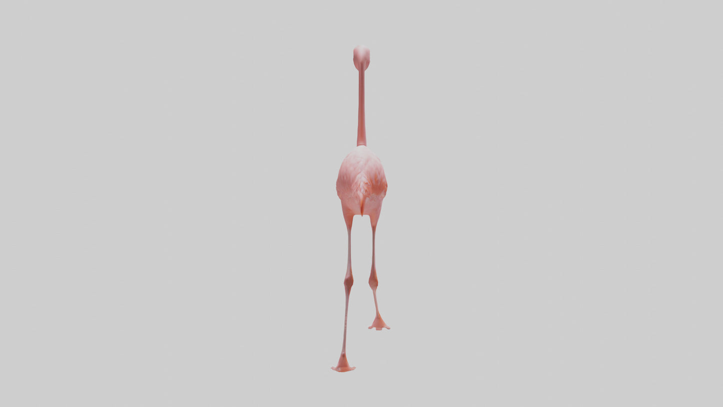 Flamingo wading model VR / AR / low-poly