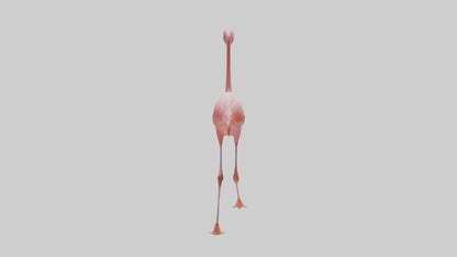 Flamingo wading model VR / AR / low-poly