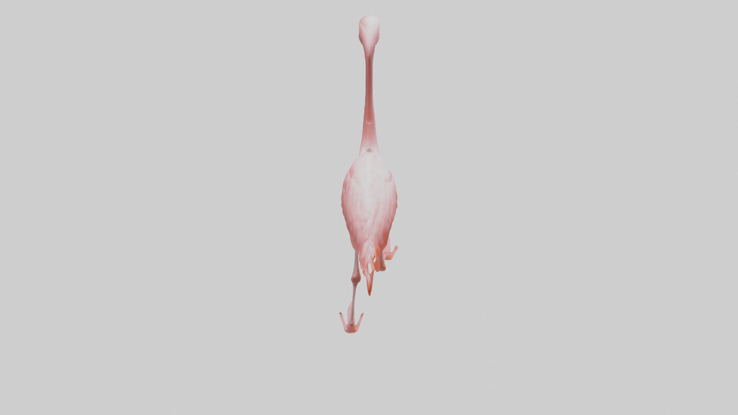 Flamingo wading model VR / AR / low-poly