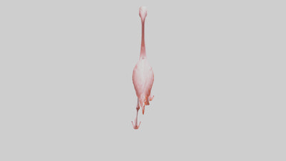 Flamingo wading model VR / AR / low-poly