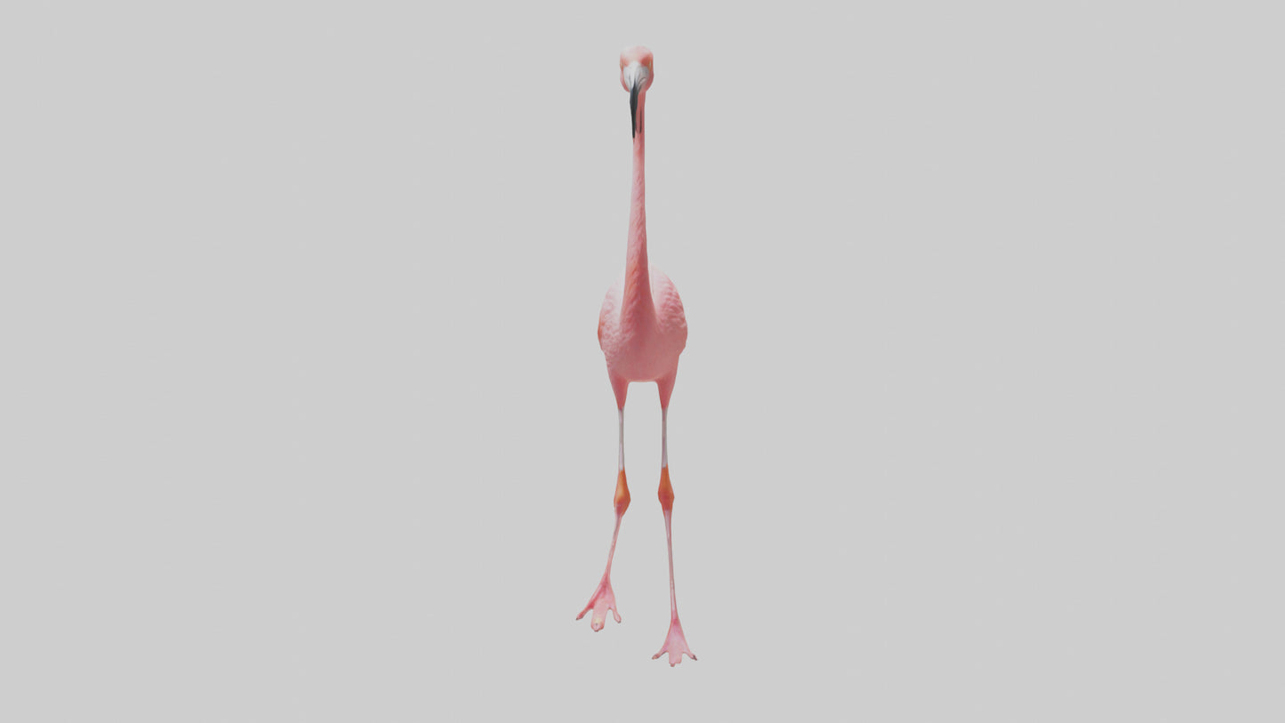 Flamingo wading model VR / AR / low-poly