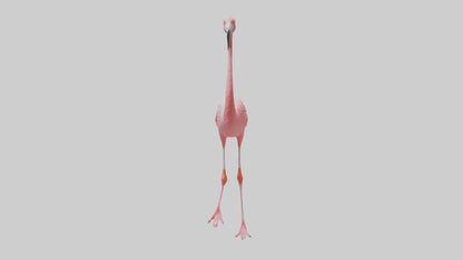 Flamingo wading model VR / AR / low-poly