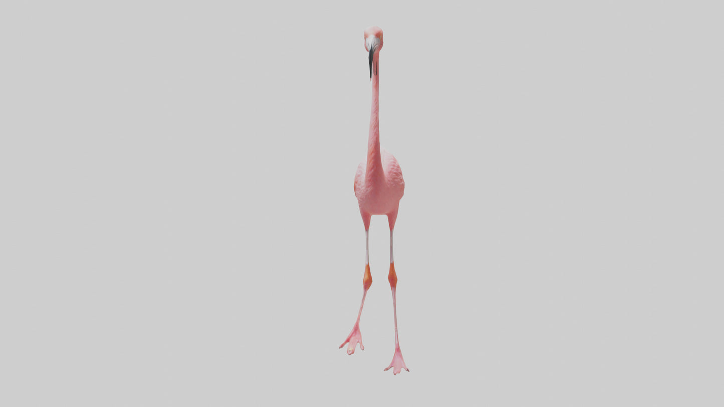 Flamingo wading model VR / AR / low-poly