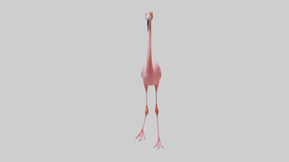 Flamingo wading model VR / AR / low-poly