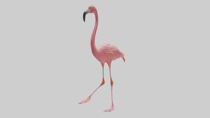 Flamingo wading model VR / AR / low-poly