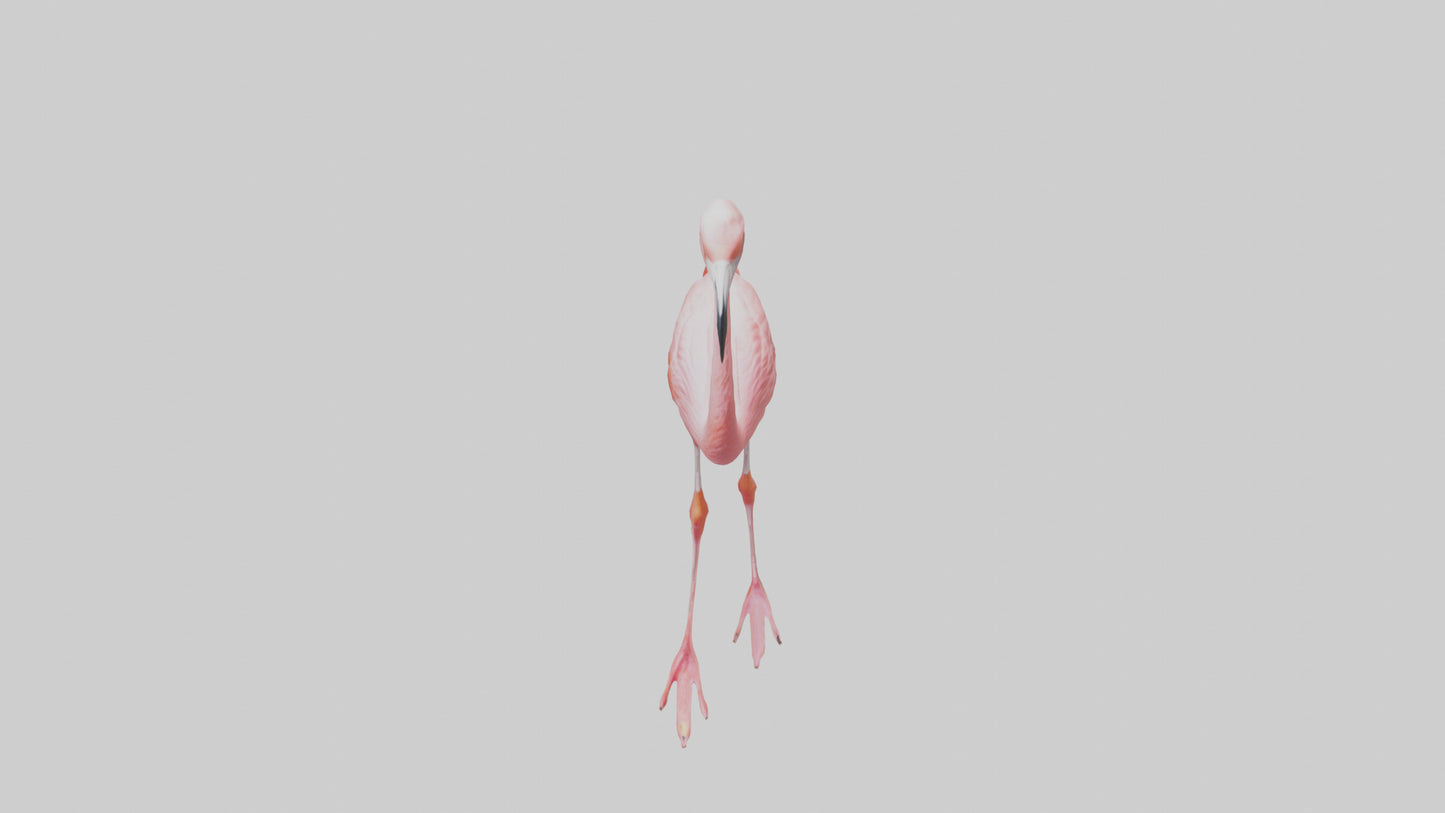 Flamingo wading model VR / AR / low-poly
