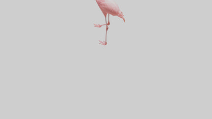 Flamingo wading model VR / AR / low-poly
