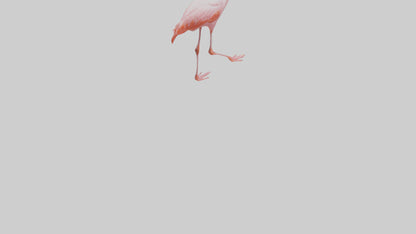 Flamingo wading model VR / AR / low-poly
