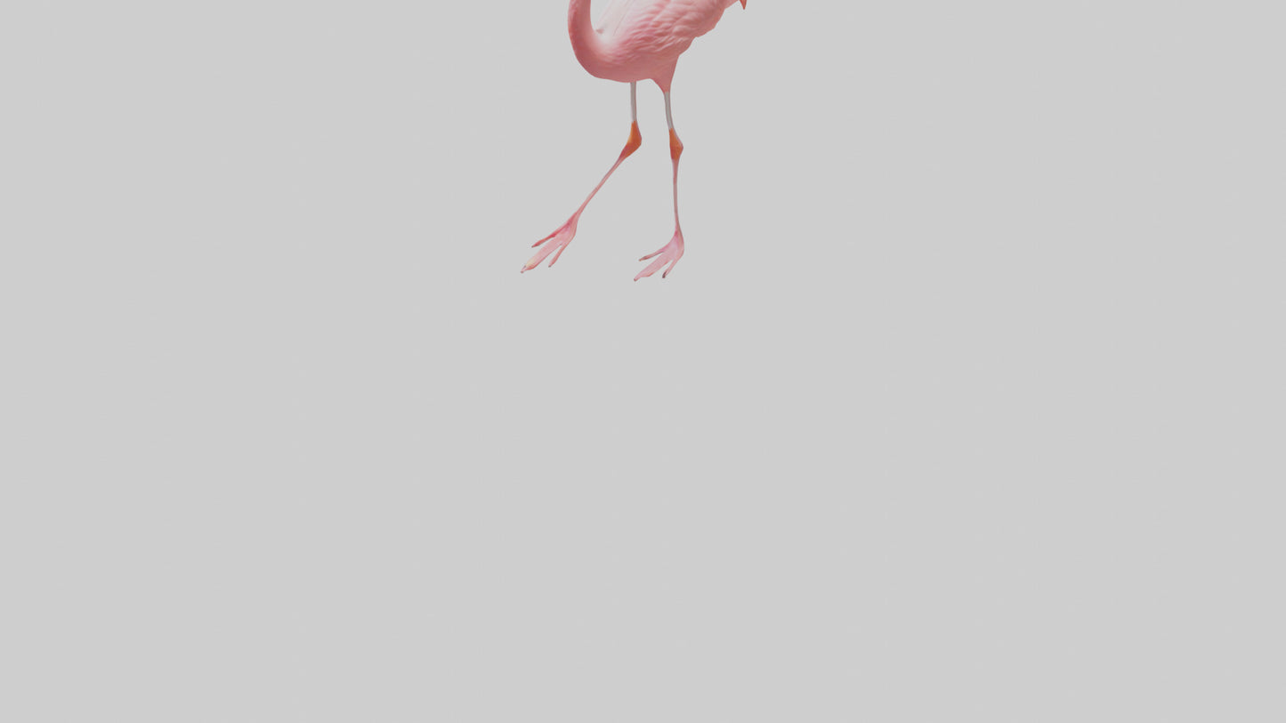 Flamingo wading model VR / AR / low-poly