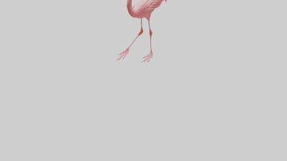 Flamingo wading model VR / AR / low-poly
