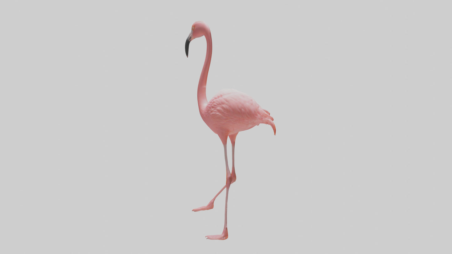Flamingo wading model VR / AR / low-poly