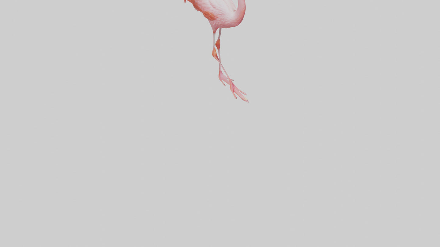 Flamingo wading model VR / AR / low-poly