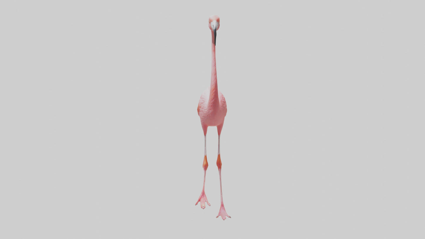 Flamingo wading model VR / AR / low-poly