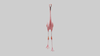 Flamingo wading model VR / AR / low-poly