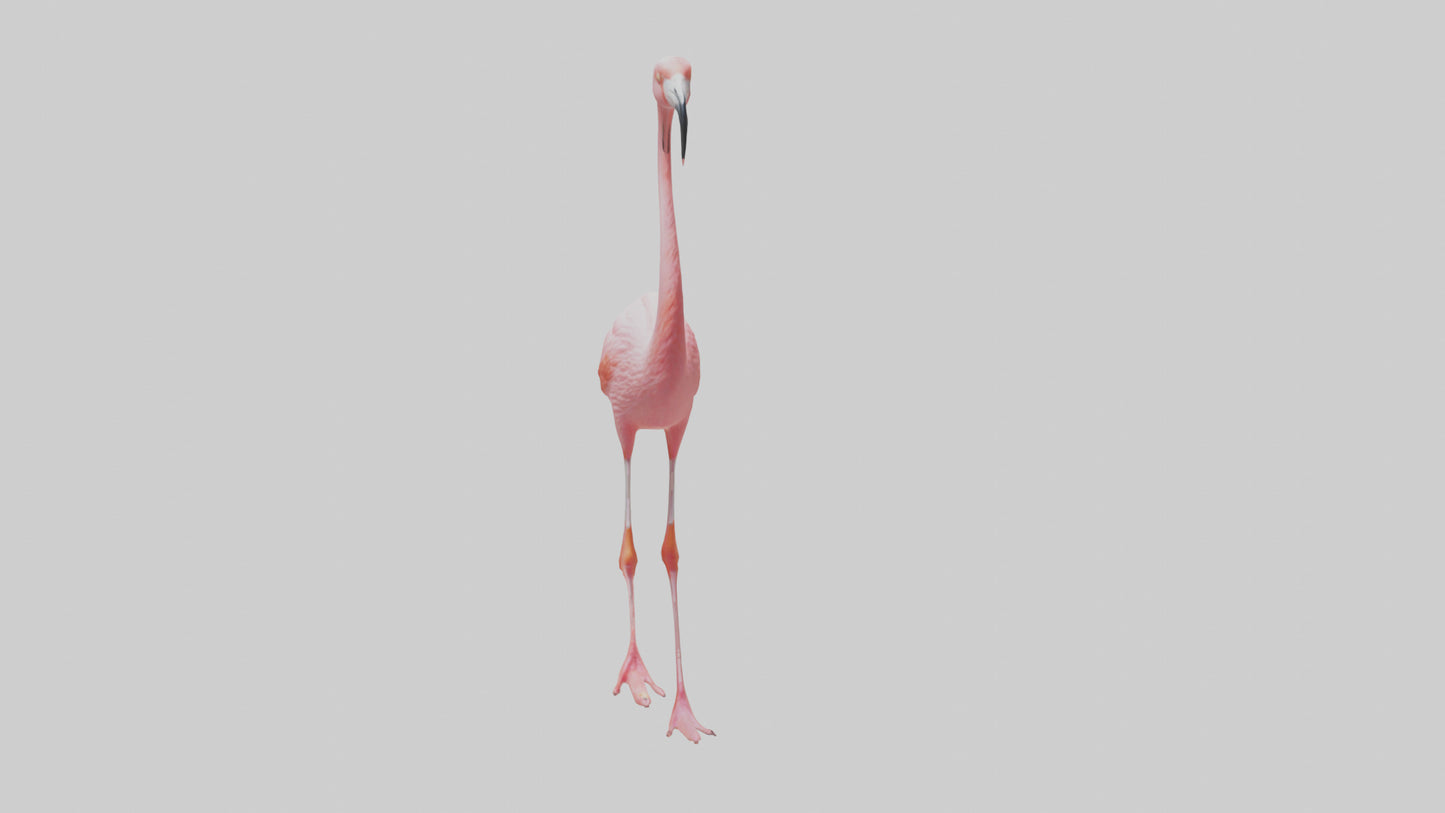 Flamingo wading model VR / AR / low-poly