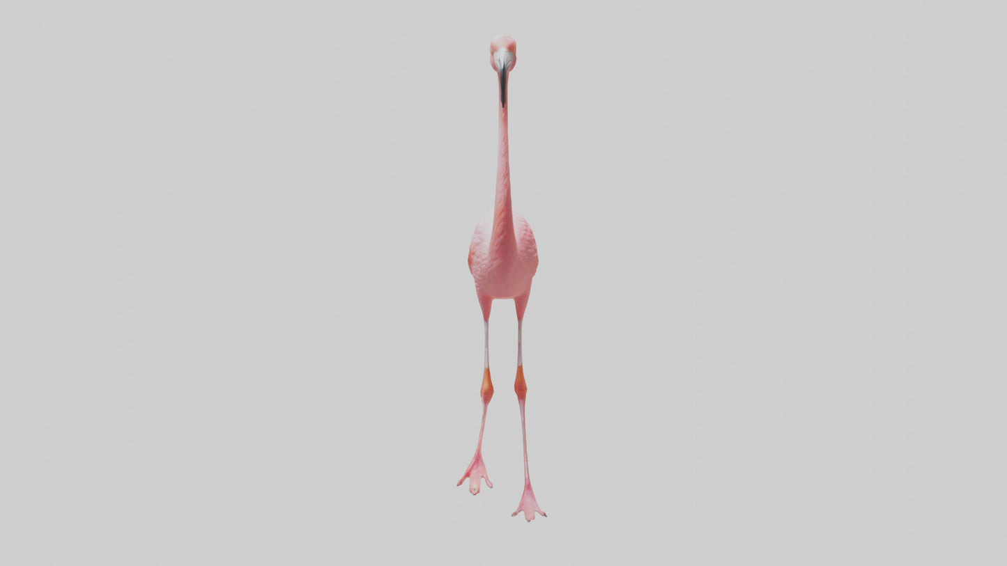 Flamingo wading model VR / AR / low-poly
