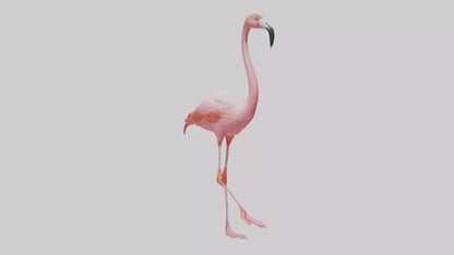 Flamingo wading model VR / AR / low-poly