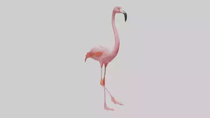 Flamingo wading model VR / AR / low-poly