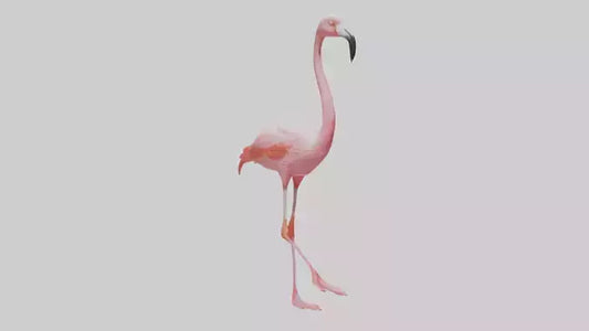 Flamingo wading model VR / AR / low-poly