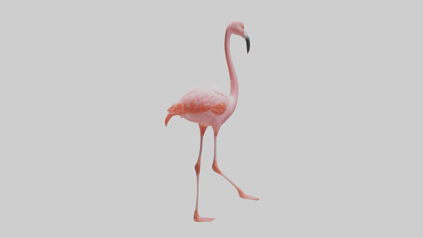 Flamingo wading model VR / AR / low-poly