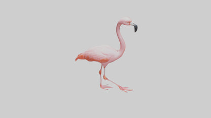 Flamingo wading model VR / AR / low-poly