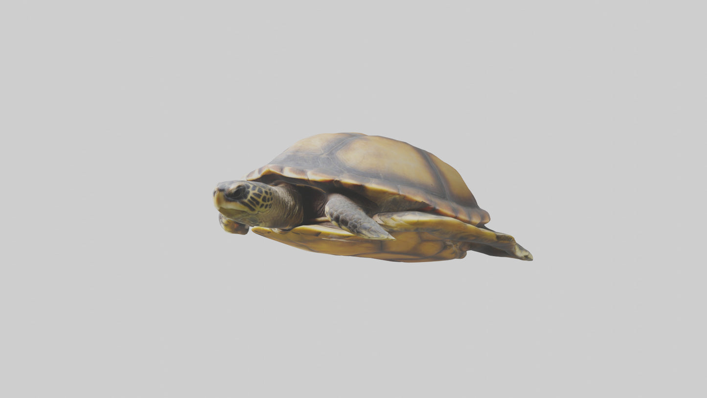 Flatback Turtle resting model VR / AR / low-poly