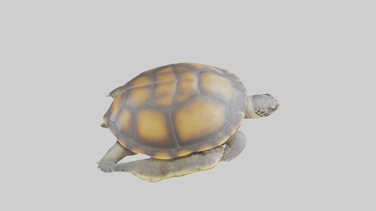 Flatback Turtle resting model VR / AR / low-poly
