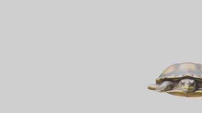 Flatback Turtle resting model VR / AR / low-poly