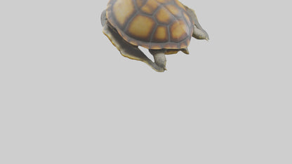 Flatback Turtle resting model VR / AR / low-poly