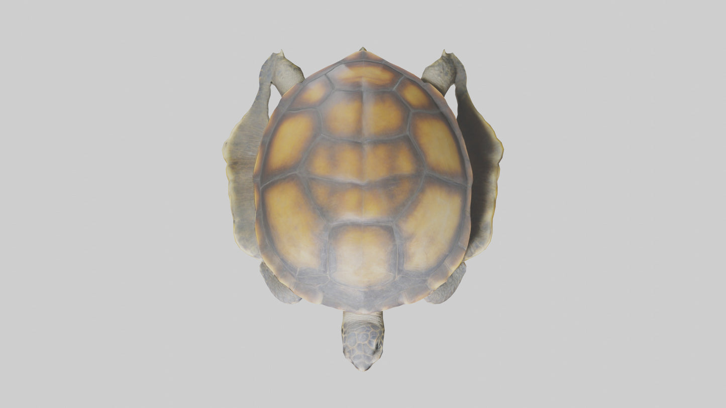 Flatback Turtle resting model VR / AR / low-poly