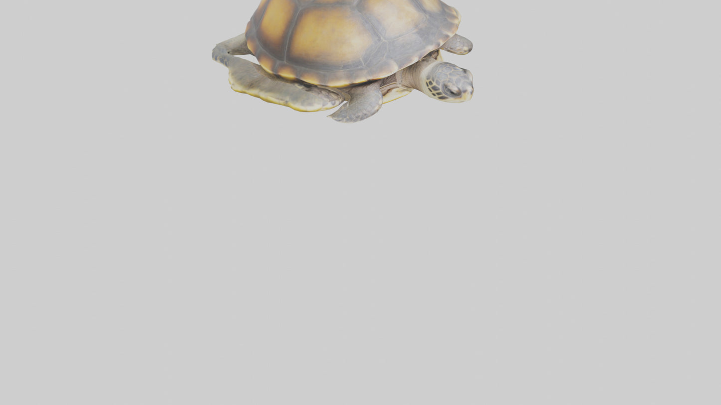 Flatback Turtle resting model VR / AR / low-poly