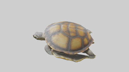 Flatback Turtle resting model VR / AR / low-poly
