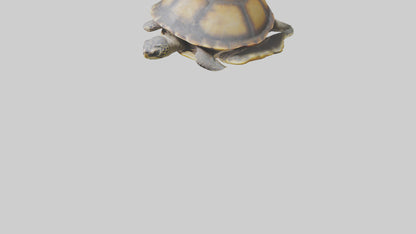 Flatback Turtle resting model VR / AR / low-poly