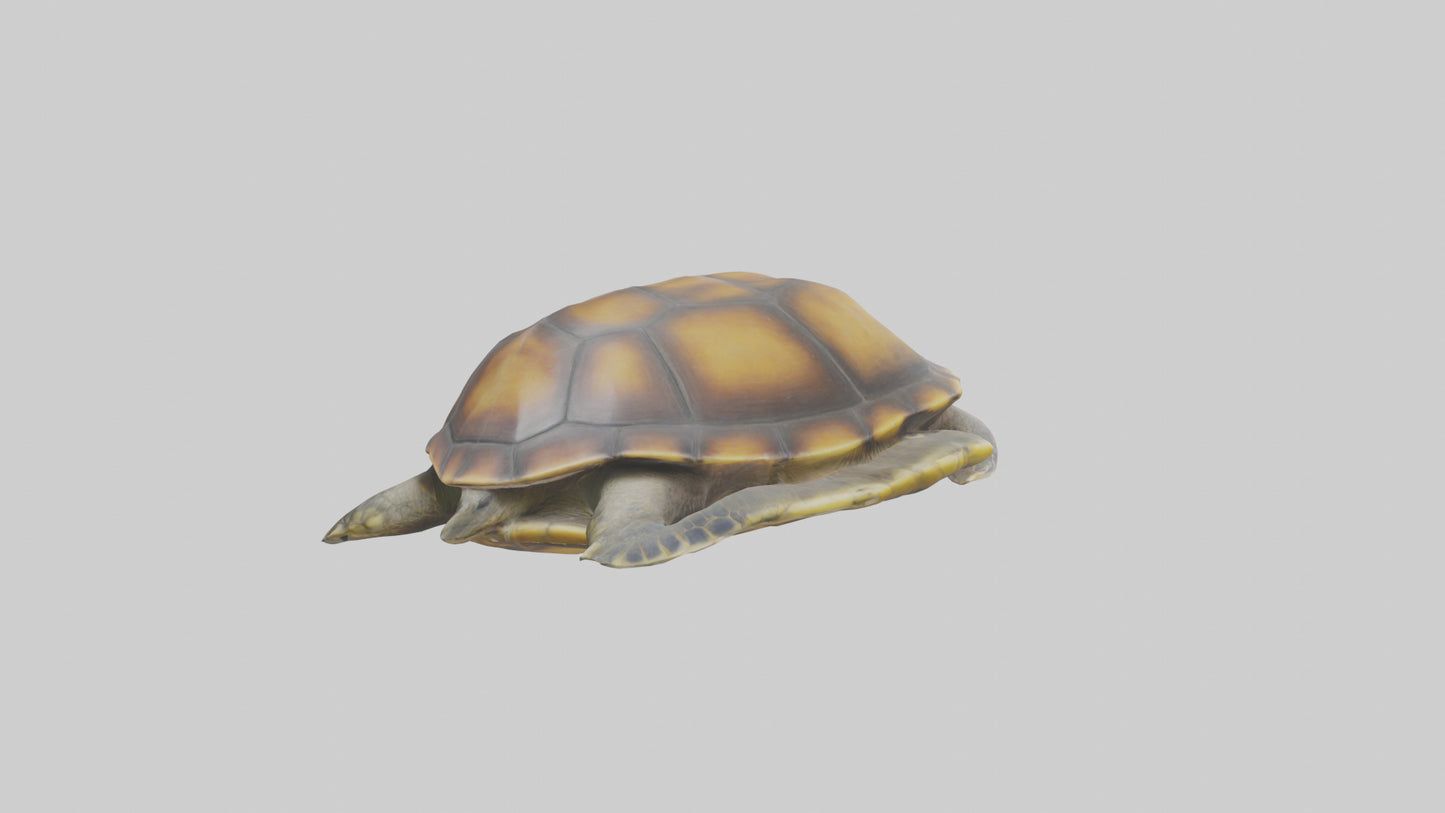 Flatback Turtle resting model VR / AR / low-poly