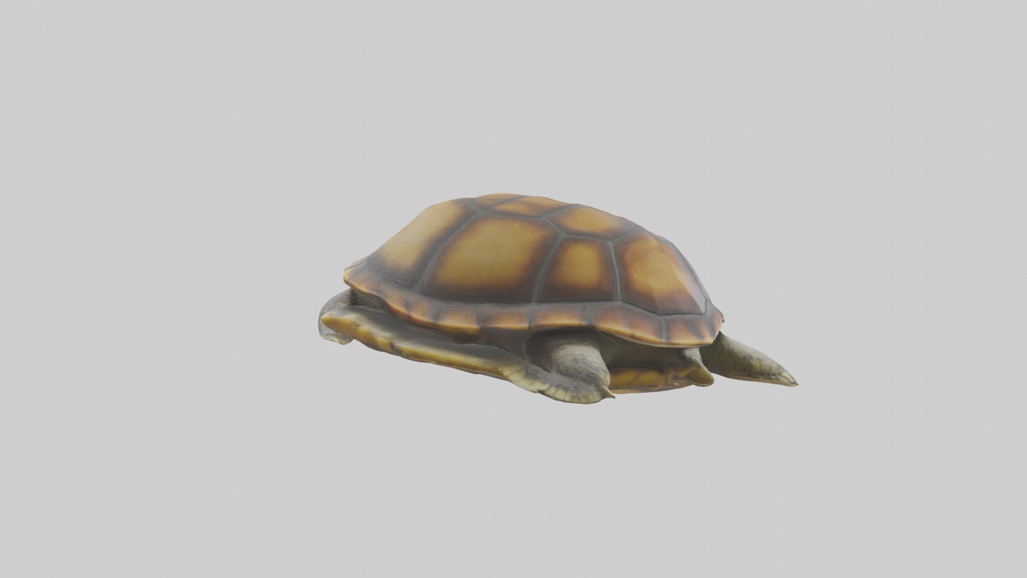 Flatback Turtle resting model VR / AR / low-poly